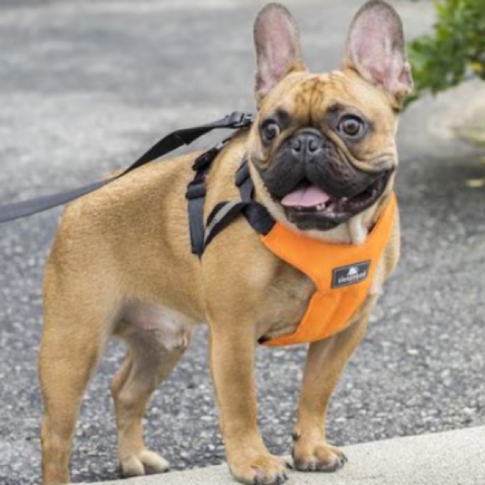 Sleepy Pod dog 🐕 car harness (S)